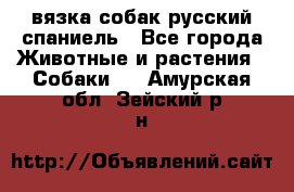 вязка собак русский спаниель - Все города Животные и растения » Собаки   . Амурская обл.,Зейский р-н